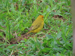 Sicalis flaveola flaveola