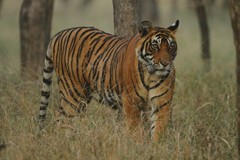Panthera tigris tigris