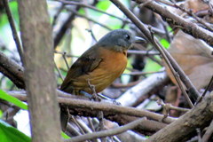 Thamnophilus nigrocinereus