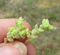 Sedum nuttallii