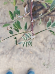Indigofera fruticosa