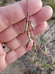 Indigofera fruticosa