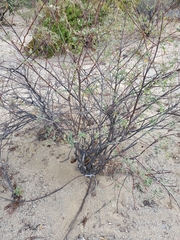 Indigofera fruticosa
