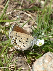 Plebejus bellieri