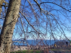 Celtis