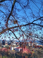 Celtis