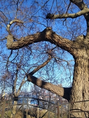 Celtis