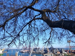 Celtis