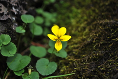 Viola biflora