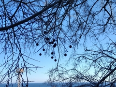 Celtis