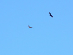 Buteo jamaicensis