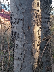Celtis