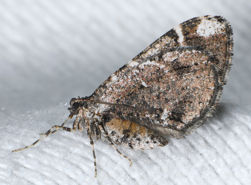 Stamnodes albiapicata