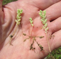 Sedum nuttallii