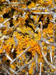 Teloschistes velifer