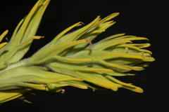 Castilleja flava rustica