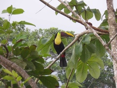 Yellow-Throated Toucan photo 6