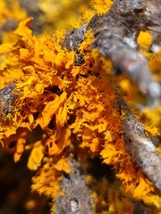 Teloschistes velifer