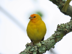 Sicalis flaveola flaveola