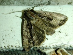 Apamea cariosa