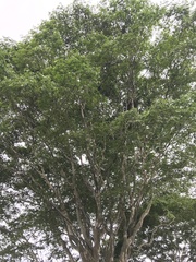 Libidibia ferrea leiostachya