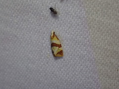 Phalonidia albipalpana