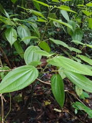 Miconia silvicola