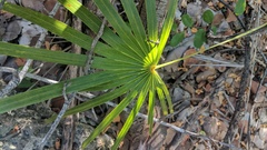 Coccothrinax proctorii