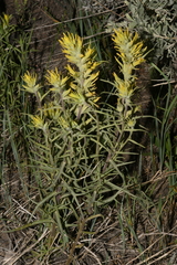 Castilleja flava rustica