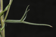 Castilleja flava rustica