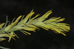 Castilleja flava rustica