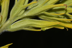 Castilleja flava rustica