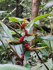 Heliconia richardiana