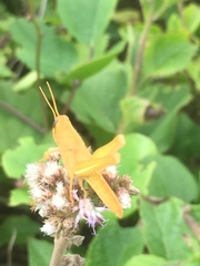 Schistocerca pallens