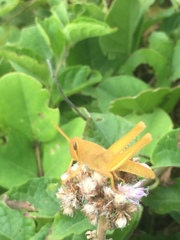 Schistocerca pallens