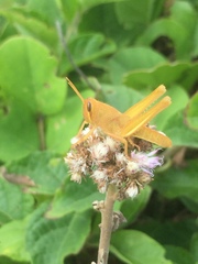 Schistocerca pallens