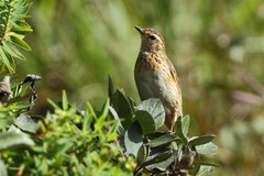 Anthus nilghiriensis