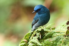 Eumyias albicaudatus