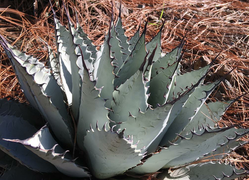 Agave parryi ssp. neomexicana