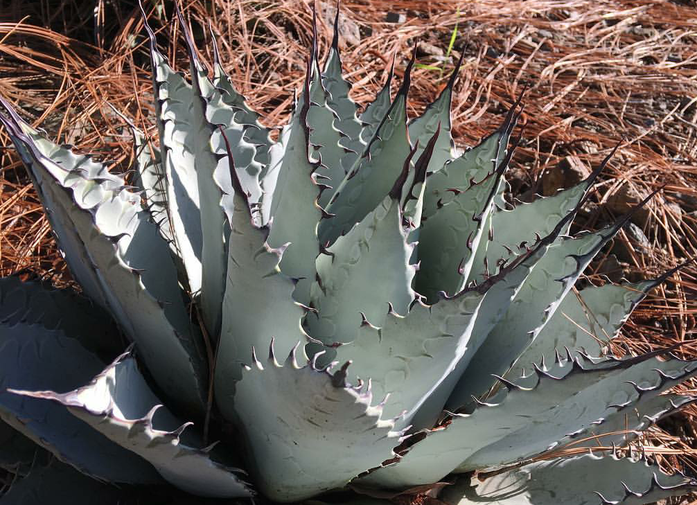 New Mexico agave (Subspecies Agave parryi neomexicana