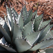 Agave parryi neomexicana - Photo (c) ismaport，保留部份權利CC BY-NC