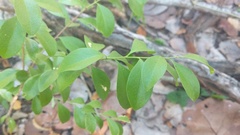 Schaefferia frutescens