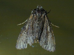 Apamea vulgaris