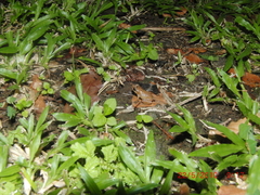 Diasporus