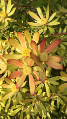 Alatosperma