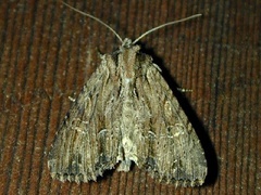 Apamea vulgaris