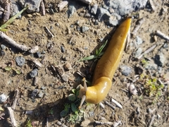 Ariolimax dolichophallus