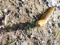 Ariolimax dolichophallus