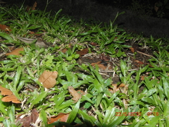 Diasporus