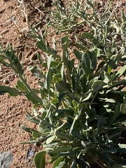 Zilla spinosa